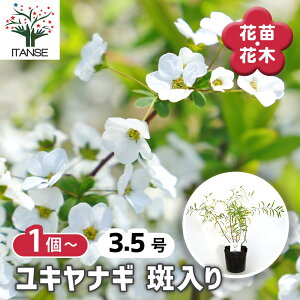 �y���������z ���L���i�M ���� �y �Ԗؕc 3.5�� �z ���t ��� ���S�� ��Ă₷�� Thunberg's meadowsweet �V���{���c���[ �L�O�� �Ԗ� �c �c�� �Ԃ̕c ��A�� �n�A�� ���A�� �x�����_ �K�[�f�j���O