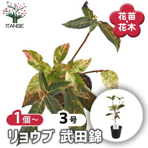 �y���������z �����E�u ���c�� �y �Ԗؕc 3�� �z �T�}�[�X�C�[�g �n�^�c���� �U�� �s���N �� �� �L�O�� �~�� �ɏ��� ������ �V���{���c���[ �L�O�� �Ԗ� �c �c�� �Ԃ̕c ��A�� �n�A�� ���A��