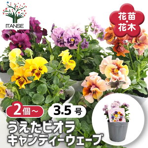 yz RNV pW[ErI LfB[EF[u y ԕc 3.5 z rI X~ ݂̉ ԕc ȒP͔| Ԃ̕c Ă₷ Ԓd  A t[ IV