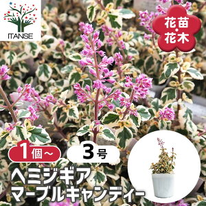 yz w~WMA }[uLfB[ y ԕc 3 z Ԃ̕c   ؉ ؂ Ԗ   뉀  A Ă₷ 񂹐A K[fjO   IV 