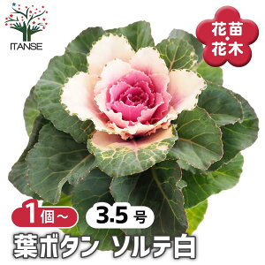 �y���������z �t�{�^�� �t�@���V�[�\���e�� �y �ԕc 3.5�� �z �n�{�^���̕c �t���O �t�{�^�� �t�{�^���̕c �Y���� ������ �K�[�f�j���O �M�t�g �v���[���g