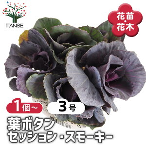 �y���������z �t�{�^�� �Z�b�V���� �X���[�L�[ �y �ԕc 3�� �z �n�{�^���̕c �t���O �t�{�^�� �t�{�^���̕c �Y���� ������ �K�[�f�j���O �M�t�g �v���[���g