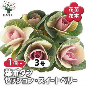 �y���������z �t�{�^�� �Z�b�V���� �X�C�[�g�x���[ �y �ԕc 3�� �z �n�{�^���̕c �t���O �t�{�^�� �t�{�^���̕c �Y���� ������ �K�[�f�j���O �M�t�g �v���[���g