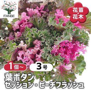 �y���������z �t�{�^�� �Z�b�V���� �s�[�`�t���b�V�� �y �ԕc 3�� �z �n�{�^���̕c �t���O �t�{�^�� �t�{�^���̕c �Y���� ������ �K�[�f�j���O �M�t�g �v���[���g