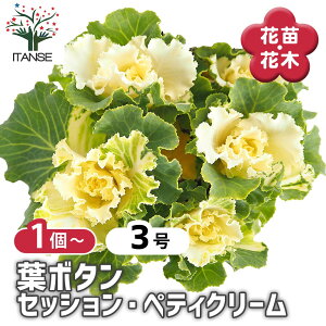 �y���������z �t�{�^�� �Z�b�V���� �y�e�B�N���[�� �y �ԕc 3�� �z �n�{�^���̕c �t���O �t�{�^�� �t�{�^���̕c �Y���� ������ �K�[�f�j���O �M�t�g �v���[���g