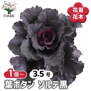 �y���������z �t�{�^�� �t�@���V�[�\���e�� �y �ԕc 3.5�� �z �n�{�^���̕c �t���O �t�{�^�� �t�{�^���̕c �Y���� ������ �K�[�f�j���O �M�t�g �v���[���g