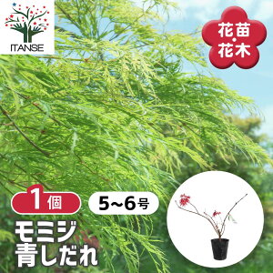 �y���������z ���~�W(�J�G�f)�̕c�� �}���� �y ��� 5���^1���� �z ��؂̕c �A�؂̕c�� �����J�G�f �Z�� �m�E�V ���~�W �g�t �J�G�f �� ���~�W�̕c �g�t�̕c �����ł̕c ���݂�