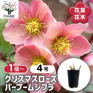 �y���������z �N���X�}�X���[�Y �o�[�u�[���V�t�� �y �ԕc 4�� �z �N���X�}�X���[�Y�c �L���{�E�Q �w���{���X ���Ԑ� �J���[���[�t �����_ ���_ ��� �A�� �Ԗ� �Ԓd