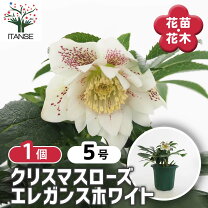 楽天市場】クリスマス ローズ 広瀬 園芸の通販