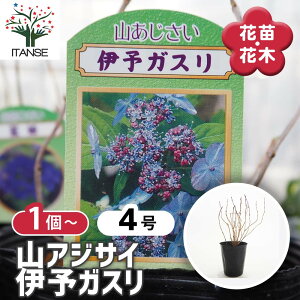 �y�}���\����P5�{�z �R�A�W�T�C �ɗ\�K�X�� �y �Ԗؕc 4�� �z �Ԗ� �Ԗ؂̕c �Ԃ̕c ���}�A�W�T�C �R���z�� �򎇗z��