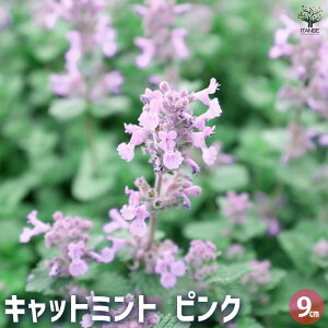 yzLbg~g sNLfB n[u̕c 9cm|bg ly^ CknbJ ϊ n[u n[u̕c ԕc Ԃ̕c v K[fjO  [