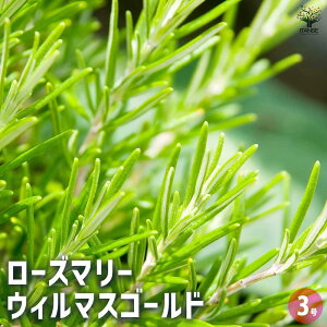 yz[Y}[ EB}XS[h y n[u̕c 3 z [Y}[̕c herb n[u n[uc K[fjO ƒ؉