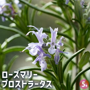 yz[Y}[ vXg[^X y n[u̕c 5 z [Y}[̕c herb n[u n[uc K[fjO ƒ؉