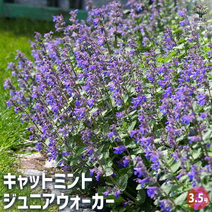 yzLbg~g WjAEH[J[ y n[u̕c 3.5 z ly^ CknbJ ϊ n[u n[u̕c ԕc Ԃ̕c v K[fjO