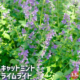 【送料無料】キャットミント ライムライト 【 ハーブの苗 3.5号 】 ネペタ イヌハッカ 耐寒性 ハーブ ハーブの苗 花苗 花の苗 丈夫 ガーデニング
