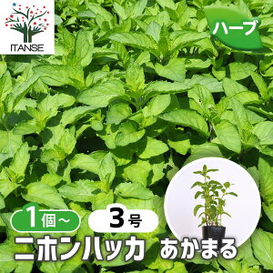 yzjznbJ ܂ y n[u̕c 3 z n[u {̃n[u anbJ n[ueB[  K[fjO