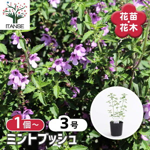 yz ~gubV y Ԗؕc 3 z Ԗ؂̕c Ԗؕc ~gubV vX^e oNXe I[W[vc