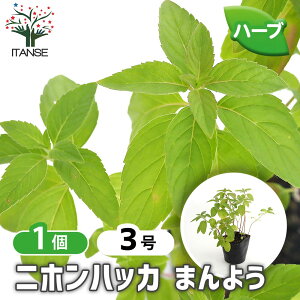 yz jznbJ ܂悤 y n[u̕c 3 z n[u {̃n[u anbJ n[ueB[  K[fjO