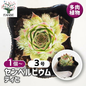 yzZyrE eBq y A 3 z  ϗtA ϗt CeA Mtg v[g