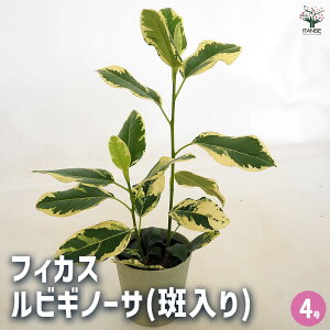 yztBJX rMm[T() y ϗtA 4^1 z rO ItBX  CeA j Vzj zj j V