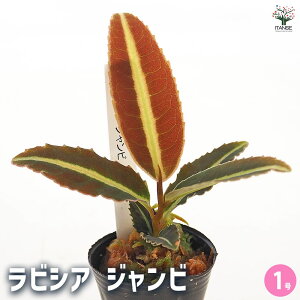 yzrVA Wr y ϗtA 1^1 z uF GL]`bN  ӏ Ϗ CeA ItBX rO     S A v[g Mtg a 