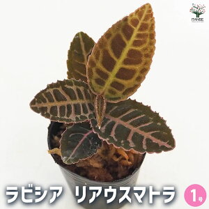yzrVA AEX}g y ϗtA 1^1 z uF GL]`bN  ӏ Ϗ CeA ItBX rO     S A v[g Mtg 