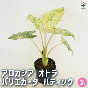 yzAJVA Ih oGK[^ oeBbN y ϗtA 3 z TgCȃAJVA    IV IVȊϗtA 킢