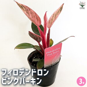 yztBfh sNo[L y ϗtA 3 z tBf rO ItBX  CeA 