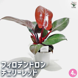 yztBfh `F[bh y ϗtA 4 z tBf rO ItBX  CeA 