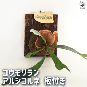 yzrJNV_(RE) AVRlt y ϗtA Ȃ z V_A CeAO[ j V  gpr