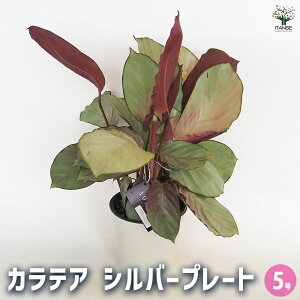 yzJeA Vo[v[g y ϗtA 5^1 z rO ItBX  CeA ^  IV Ă₷ j j