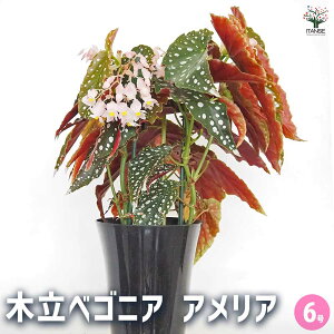 y}\N[|zzzؗxSjA AA y ϗtA 6^1 z CeA ItBX rO     S A Ă₷ ĕ C^Z