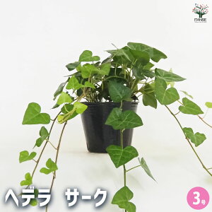 yzwf T[N y ϗtA 3 z J[[t OhJo[ nLO Ԃ̕c ϗtA