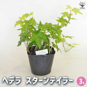 yzwf X^[eC[ y ϗtA 3 z J[[t OhJo[ nLO Ԃ̕c ϗtA