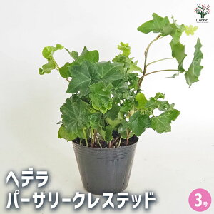 yzwf p[T[NXebh y ϗtA 3 z J[[t OhJo[ nLO Ԃ̕c ϗtA