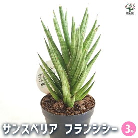 【送料無料】サンスベリア フランシシー 【 観葉植物 3号／1個売り 】 リビング オフィス 事務所 インテリア お祝い 新築祝い 引越し祝い 結婚祝い 新生活