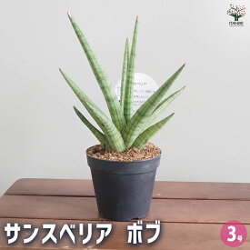 【送料無料】サンスベリア ボブ 【 観葉植物 3号／1個売り 】 リビング オフィス 事務所 インテリア お祝い 新築祝い 引越し祝い 結婚祝い 新生活