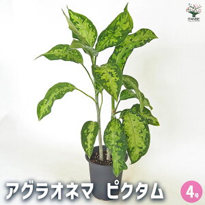 yzAOIl} sN^ y ϗtA 4^1 z Aglaonema ItBX rO    CeA 