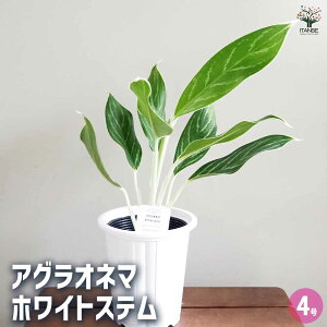 yzAOIl} zCgXe y ϗtA 4 z Aglaonema ItBX rO    CeA 