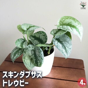 yzXL_vTX gEr[ y ϗtA 4 z ϗt K[fjO CeA CeAO[