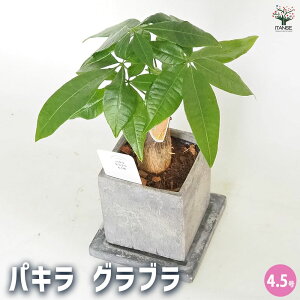 yzpL Ou픫 Mt y ϗtA 4.5^1 z rO ItBX  CeA j Vzj zj j V