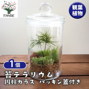 yz ۃeE pbLWt y ϗtA ^1 z  IV  ӏ Ϗ ReiK[f CeA CeAO[ ItBX rO