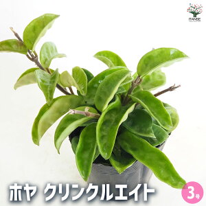 yzz NNGCg y ϗtA 3 z TN bNXvg bNXt[ K[fjO ӏ ͔|