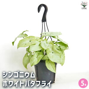 yzVSj[(VSjE) zCgo^tC y ϗtA 5^1 z rO ItBX  CeA ^  S Ă₷ K[fjO