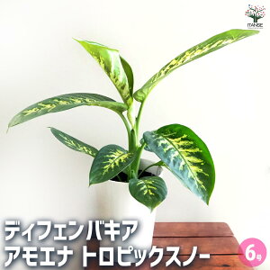 yzfBtFoLA AGi gsbNXm[ y ϗtA 6^1 z ϗtA fBtFoLA Dieffenbachia rO ItBX ϗt Mtg