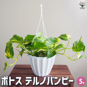 yz|gX emos[ ݔ y ϗtA 5^1 z ϗt CeA CeAO[ S[f|gX