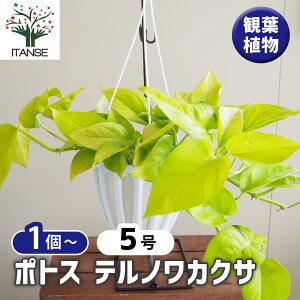 yz|gX emJNT ݔ y ϗtA 5^1 z ϗt CeA CeAO[ S[f|gX