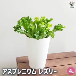 yzAXvjE Y[ y ϗtA 4 z V}II^j^ Jn Asplenium nidus K[fjO ӏ ͔|