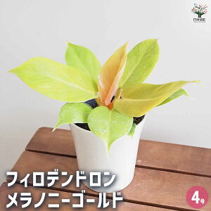 yztBfh mj[S[h y ϗtA 4 z tBf rO ItBX  CeA 