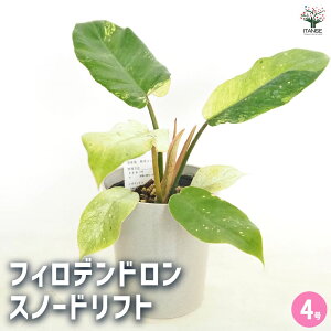 yztBfh Xm[htg y ϗtA 4 z tBf rO ItBX  CeA 